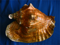 Top notch collector's Queen Conch Shell